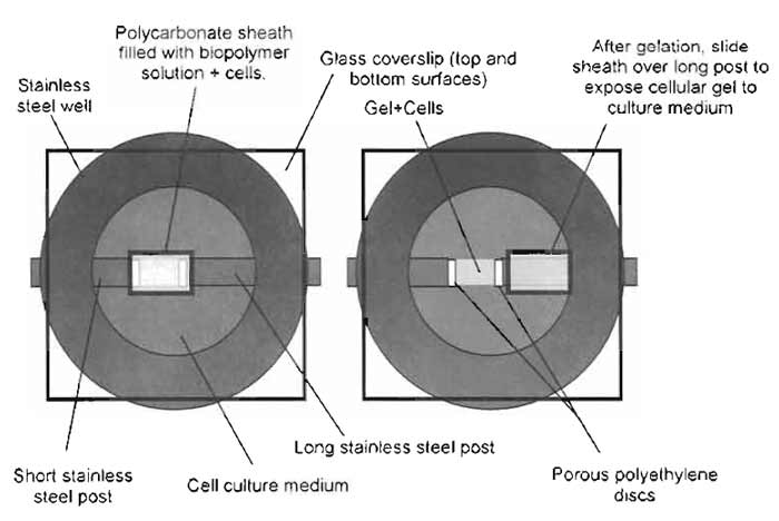 FIGURE 8 Schematic of cell traction/cell migration assay preparation. Fill the polycarbonate sheath with the biopolymer solution (+cells and beads) and support with stainless-steel posts, use vacuum grease to cover top and bottom surfaces with glass coverslips, and transfer to the incubator to facilitate gelation. After gelation, remove the top coverslip and fill the chamber with culture medium with defined concentrations of soluble factors of interest. Slide the sheath over the long post to expose the gel to the culture medium. Replace the top coverslip and transfer to the microscope stage for traction and migration tracking.