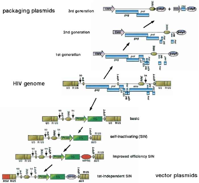FIGURE 1 Evolution in the design of HIV-l-based LV vectors. HIV-l-based LV vectors are derived from wild-type HIV-1 by dissociation of the trans-acting components (blue boxes, above HIV genome) coding for structural and accessory proteins and the cis-acting sequences required for packaging and reverse transcription of the genomic RNA (golden boxes, below HIV genome). Sequences added between two vector versions are in red. CMV, human cytomegalovirus immediate-early promoter; RRE, rev-responsive element; RSV, Rous sarcoma promoter; polyA, polyadenylation site; U3-R-U5, HIV-1 LTR: SD, major splice donor; psi, HIV-1 packaging signal; cPPT, central polypurine tract; SA, splice acceptor; dPPT, distal (3') polypurine tract; Prom, promoter of the internal expression cassette; TG, transgene of the internal expression cassette; ΔU3, self-inactivating deletion of the U3 part of the HIV-1 LTR; WPRE, woodchuck hepatitis virus posttranscriptional regulatory element.
