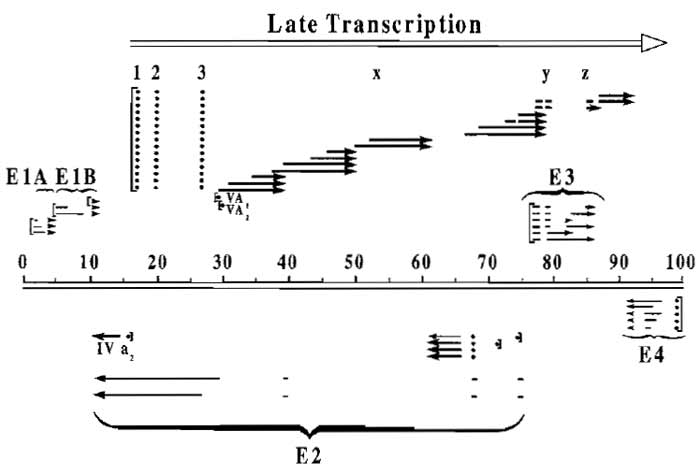 FIGURE 1 Transcription map of the human adenovirus type 5. The approximately 36-kb genome of Ad5 is divided here into 100 map units. Messages from the early regions are indicated as light lines and late messages are indicated in bold. Late transcription originating from the major late promoter at 16 map units and terminating near the right end of the genome is indicated by the open arrow. This transcript is processed into five families of late mRNAs spliced to a common tripartite leader (1, 2, and 3 at map units 16.5, 19.5, and 26.5, respectively), although some mRNA species contain additional leaders. (For more details, see Ginsberg, 1984.)