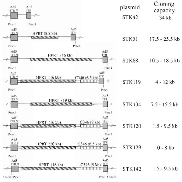 FIGURE 2 Plasmids for cloning HC-Ad vectors. Plasmids contain Ad5 left (Ad5 sequences nucleotides 1 to 440) and right (Ad5 sequences nucleotides 35818 to 35935) termini. In addition, cloning plasmids contain noncoding stuffer sequences from the HPRT gene locus or the C346 cosmid. Again, to release the pBluescript backbone, both inverted terminal repeats are flanked by PmeI sites (or SnaBI for pSTK42). In order to incorporate different sizes of transgenes, the plasmids contain several unique cloning sites.