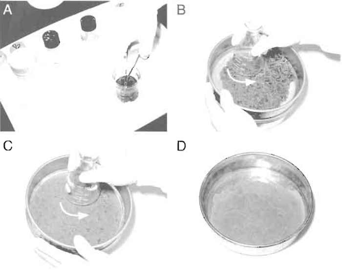 FIGURE 1 Steps in homogenizing rat liver. (A) Mince rat liver in ice-cold buffer C. (B and C) Gently press the liver through the metal mesh. (D) Homogenate in the sieve receiver.