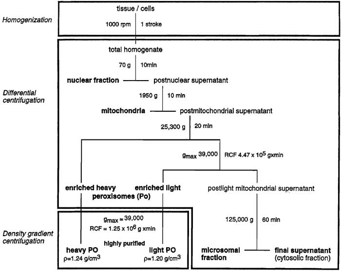 FIGURE 1 Flowchart for the isolation of highly purified (>98%) peroxisomes from rat liver.