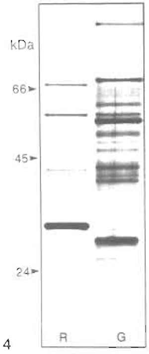 FIGURE 4 SDS-PAGE of highly purified heavy peroxisomes from rat (R) and guinea pig (G) liver. A 10-12.5% resolving gel was used, and the amounts of protein loaded per lane were (R) 2.4µg and (G) 5.4µg. Silver staining of polypeptide bands. Mr standards: BSA (66kDa), ovalbumin (45kDa), and trypsinogen (24kDa). Note the distinct differences in the polypeptide patterns between rat and guinea pig peroxisomes.