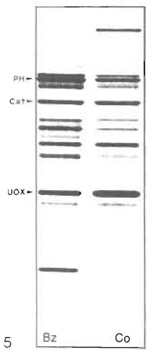 FIGURE 5 SDS-PAGE of highly purified peroxisomes from control (Co) and bezafibrate-treated (Bz) rat liver A 10-15% resolving gel was used, and 5.0µg of protein was loaded per each lane. Silver staining of bands. Peroxisomal polypeptides indicated by an arrowhead are PH, trifunctional protein; Cat, catalase; and UOX, urate oxidase. Note the induction of PH and the concomitant reduction of Cat and UOX in peroxisomes of Bz-treated rats. Also note that the control preparations, R in Fig. 4 and Co in Fig. 5, are not identical and that different resolving gels have been used.