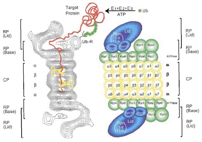 FIGURE 2 Molecular organization of the 26S proteasome. (Left): Averaged image based on electron micrographs of the complex of the 26S proteasome from rat. The α and β rings of the 20S proteasome are indicated. Photograph kindly provided by W. Baumeister. (Right): Schematic drawing of the subunit structure. Ub, ubiquitin; E1 (Ub-activating), E2 (Un-conjugating), and E3 (Ub-ligating) enzymes; CP, core particle; RP, regulatory particle; Rpn, RP non-ATPase; Rpt, RP triple ATPase; Ub-R, Lib receptor (poly-Ub binding subunit).