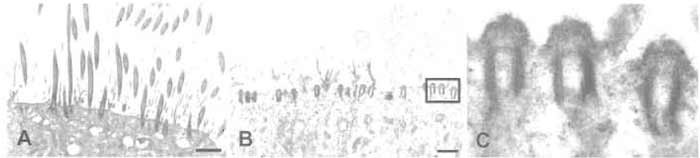 FIGURE 1 Electron micrographs of ciliated cultures of human airway epithelial cells before (A) and after (B and C) isolation of cilia. (A) A heavily ciliated culture after 6 weeks of culture. (B) A parallel culture fixed immediately after removal of cilia. Note the intact basal bodies, which are shown at higher magnification in C. Scale bar in A and B: 2.5 µm.