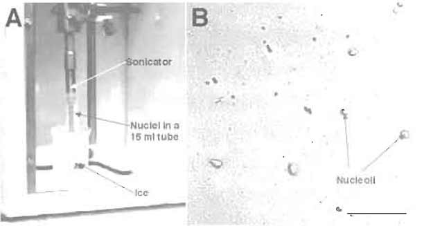 FIGURE 4 (A) Setup for sonication. (B) DIC image of sonicated nuclei. Note the presence of prominent nucleoli. Bar: 10 µm.