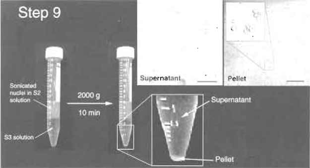 FIGURE 5 Step 9 of the procedure. Note the clear jboundary between S2 and S3 layers before and after centrifugation. The pellet should be small but visible. (Insets) DIC images of the supernatant and pellet. The pellet should contain purified nucleoli. Bars: 10µm (left inset) and 20µm (right inset).