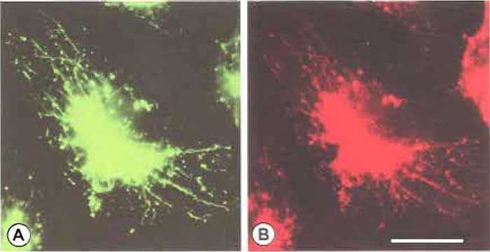 FIGURE 2 Immunofluorescence of cathepsin D in endocytic compartments labeled with endocytic probes. Macrophages were incubated for 30min in labeling medium containing 0.5mg/ml lysine-fixable FDxl0 and were chased for 30min. Cells were then fixed and processed for immunofluorescence using a primary antibody against cathepsin D and the Texas red-conjugated secondary antibody. (A) Fluorescein image shows that FDxl0 labels tubular lysosomes. (B) Texas red image shows that tubular lysosomes, which are labeled with FDxl0, are positive for cathepsin D. Bar: 10µm.