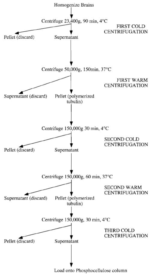 FIGURE 1 Summary of tubulin preparation.