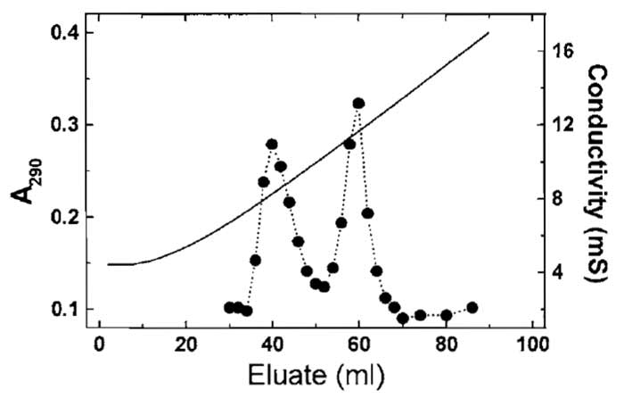 FIGURE 2 Separation of yeast actin and recombinant nonmuscle β-actin using hydroxyl apatite chromatography (Section III,B). The more acidic β-actin elutes at the higher phosphate/glycine concentration. Solid line represents the conductivity.