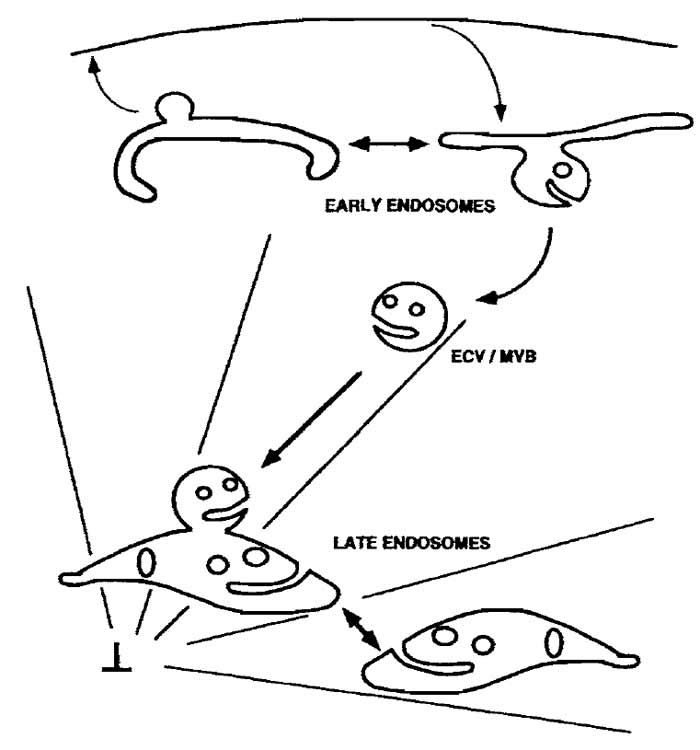 FIGURE 1 Membrane trafficking in the endocytic pathway. The reconstituted steps of the endocytic pathway described in this protocol are the (a) fusion of early endosomes with each other, (b) fusion of ECV/MVBs with late endosomes, and (c) fusion of late endosomes with each other. An in vitro budding assay for the formation of ECV/MVBs from early endosomes, which are competent to fuse with late endosomes, is described in Aniento et al. (1996). As shown, ECV/MVBs are transported along microtubules from early to late endosomes. If microtubules are depolymerized in vivo, prior to the loading of cells with an endocytic tracer, this tracer will accumulate in ECW/MVBs. These vesicles will then fuse with late endosomes, loaded with a different marker, in vitro.