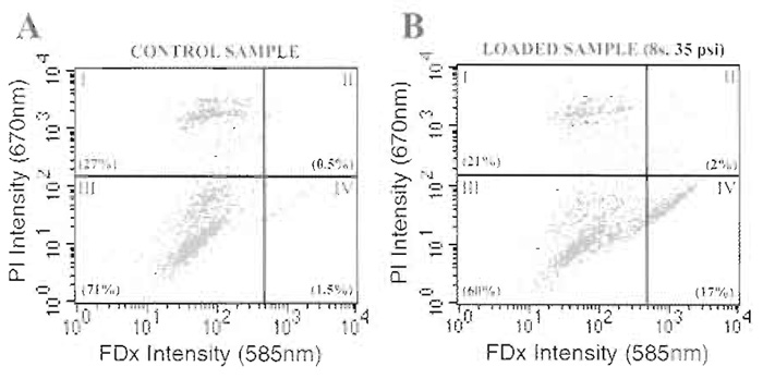 FIGURE 2 Dual-channel fluorescent flow cytometry analysis for the simultaneous determination of membrane wounding and irreparable membrane damage in suspension cells. Control samples, consisting of cell suspensions processed in an identical fashion to experimental samples other than they are not syringe loaded, are used to determine quadrant analysis parameters. Dead or dying cells, present even in the control, nonsyringe loaded sample, stain positively for PI (i.e., quadrants I and II) (PlA). After syringe loading at 35 psi expulsion for a total of eight strokes (Pl B), loaded cells stain positively for FDx (i.e., quadrants II and IV). Truly wounded cells (i.e., FDx positive and PI negative), which have completely resealed their plasma membrane disruptions before the addition of PI to the suspension, are positive only for FDx (i.e., quadrant IV). Numbers in parentheses are values (%) for the cells falling in each quadrant.