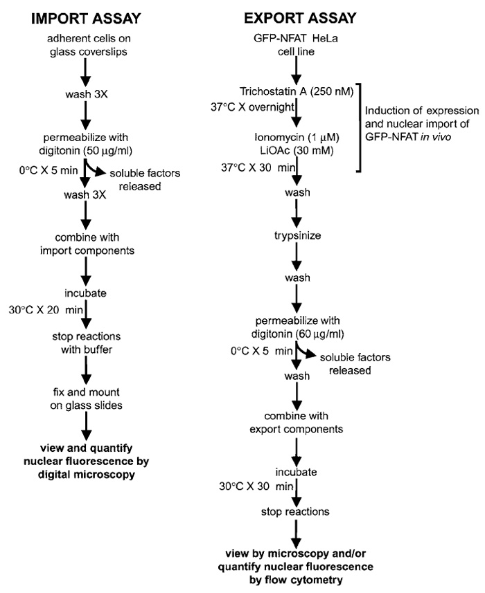 FIGURE 1 Overview of assays for measuring nuclear import and export in digitonin-permeabilized cells. See text for details.