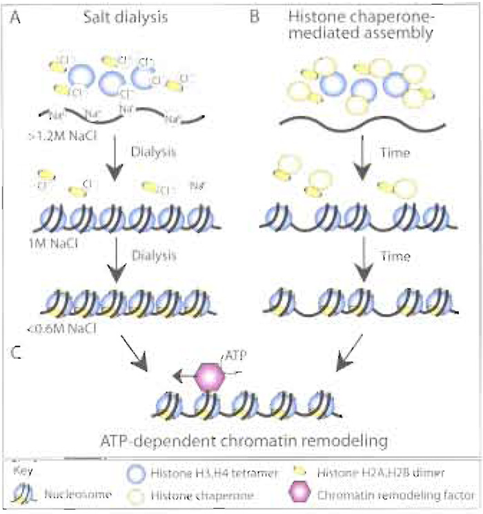 FIGURE 1 Overview of chromatin assembly systems. Histones can be deposited onto DNA to form nucleosomes in vitro via (A) the sequential reduction in the salt (NaCl) concentration via dialysis, resulting in regular, but close packed arrays of nucleosomes, or (B) histone chaperone-mediated histone deposition onto DNA, resulting in irregular arrays of nucleosomes. (C) The presence of an ATP-dependent chromatin remodeling activity, either during or after histone deposition, will result in regular, physiological spacing of the nucleosomes.