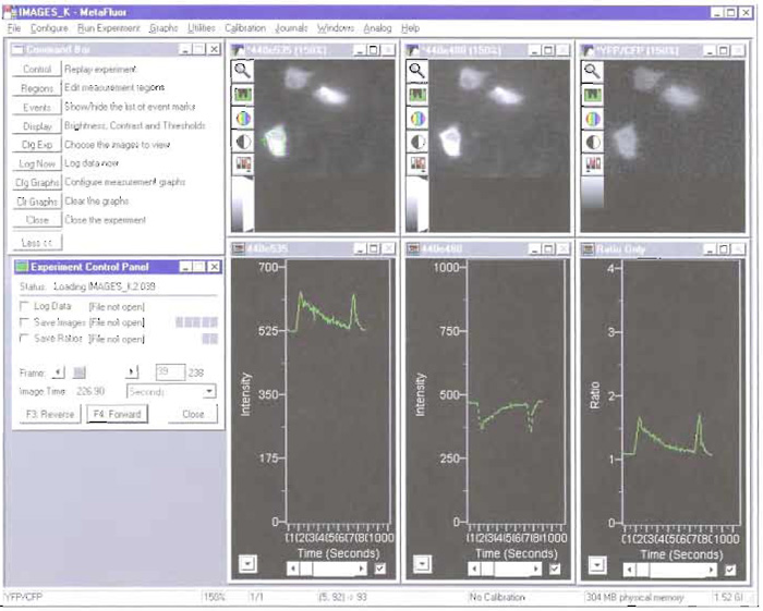 FIGURE 2 Example of Ca2+ imaging experiment using MetaFluor software. The region of observation is highlighted green in the 440e535 panel. The 440e535 panel and graph plot the change in EYFP fluorescence as a result of ECFP excitation; the 440e480 panel and graph plot the change in ECFP fluorescence as a result of ECFP excitation; the EYFP/ECFP panel and graph are the ratio of 440e535 and 440e480 panels and graphs. In this experiment, the graphs display a sharp rise in [Ca2+]c from the initial stimulation with histamine followed by a slow decline in [CA2+]c to baseline levels. The second stimulation with histamine causes a significantly more rapid return to baseline levels.