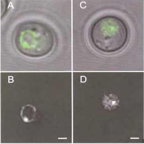 FIGURE 1 (A and C) An overlay of the phase image and the fluorescence image of a GFP-tagged yeast cell in G1 phase. (B and D) The corresponding fluorescence image. The lacop array is integrated at the LYS2 locus; the nucleus is visualised by the tagged nuclear pore component Nup49-GFP (A,B) or by using the diffuse staining of nucleoplasm by tetR-GFP (C,D). Bar: 1 µm.