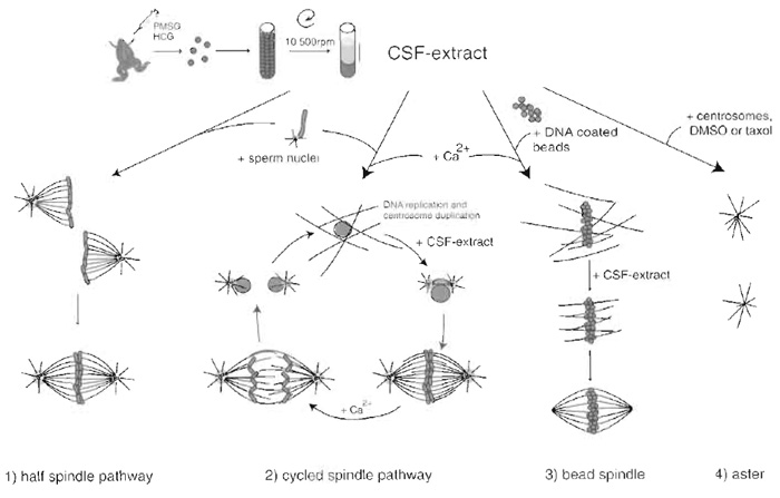 FIGURE 2 Preparation of CSF Xenopus egg extract and structures that assemble after addition of different
components. (1) Addition of sperm nuclei to the CSF extract leads to the formation of half spindles that can fuse to form bipolar spindles. (2) Addition of calcium together with sperm nuclei sends the system into interphase, allowing DNA replication and centrosome duplication to occur. Addition of fresh CSF extract sends the system back to mitosis and bipolar spindles form. Calcium addition at this point induces chromosome segregation and entry into interphase. (3) Bead spindle: addition of DNA-coated beads and calcium to an extract leads to the formation of chromatin and nuclei around beads. Addition of CSF extract followed by incubation in fresh CSF extract allows the formation of bipolar spindle. (4) Asters: Addition of purified centrosomes or DMSO or taxol leads to the formation of microtubule asters with microtubule minus ends focused at the centrosome or at the center of the aster.