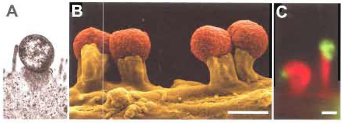 FIGURE 1 Actin pedestal formation induced by EHEC and EPEC in vivo and on the surface of cultured cells. (A) Transmission electron micrograph showing the characteristic attaching and effacing (A/E) lesion formation of the enterohaemorrhagic Escherichia coli (EHEC) O157:H7 strain 86/24 observed in piglet colon. Note the intimate attachment, localized loss of microvilli, and formation of a raised, pedestal-like structure beneath the bacterium that characterizes this lesion (courtesy of Florian Gunzer, Institute of Medical Microbiology, Hannover Medical School, Germany). (B) Scanning electron micrograph of enteropathogenic E. coli (EPEC) O127:H6 strain E2348/69 (pseudocoloured in red) sitting on top of pedestals induced on the surface of cultured routine embryonic fibroblast cells upon infection that resemble A/E lesions formed by EPEC in vivo. (C) EHEC O157:H7 strain 86/24-induced actin pedestal formation as visualized by fluorescence actin staining using AlexaFluor 594 phalloidin to specifically label F-actin (shown in red). EHEC bacteria shown in green were detected with monoclonal antibodies against EspE (Deibel et al., 1998) and AlexaFluor 488- conjugated goat antimouse secondary antibodies. Bars: 1 µm.