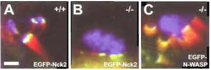 FIGURE 2 EGFP-tagging and knockout cell lines as tools for analysis of the molecular mechanism of actin pedestal formation induced by EPEC. Cultured routine embryonic fibroblasts expressing (+/+, A) or lacking N-WASP (-/-, B and C) were infected with EPEC and examined by immunofluorescence microscopy. F-actin is shown in red as detected by fluorescence actin staining with Alexa- Fluor 594 phalloidin, bacteria are shown in blue as detected with anti-EspE monoclonal antibodies in combination with AlexaFluor 350-conjugated goat antimouse secondary antibodies, and the host proteins Nck2 (A and B) and N-WASP (C) expressed ectopically with an EGFP tag are shown in green. Whereas EPEC induced the formation of prominent pedestals in N-WASP-expressing cells (+/+, A), they were unable to trigger actin accumulation on N-WASPdefective cells (-/-, B). The bacterial ability to direct actin reorganisation in N-WASP-defective fibroblasts was restored by providing EGFP-tagged N-WASP by transient transfection (C). Together, this clearly demonstrates that N-WASP is a host cell protein essential for pedestal formation induced by EPEC. Recruitment of the host cell signalling adaptor protein Nck2 is triggered by EPEC independently of actin accumulation, as was revealed by ectopic expression of EGFP-tagged Nck2 in either N-WASP-expressing (+/+, A) or NWASP- defective cells (-/-, B). Bar: 2µm, (valid for A-C).