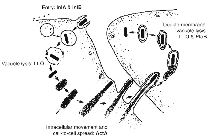 FIGURE 1 Intracellular cycle of Listeria monocytogenes. Listeria induces its own internalisation in nonphagocytic cells through interaction of the bacterial invasion proteins InlA and InlB with their cellular receptors E-cadherin and c-Met, respectively. Bacteria are initially located in a phagocytic vacuole that is disrupted by the lytic enzyme listeriolysin O (LL0), enabling Listeria to reach the cytoplasm and to proliferate in this environment. Intracellular actin-based movement is then induced due to the expression of the bacterial product ActA, which recruits several key players involved in actin polymerisation. Those Listeria that have reached the plasma membrane can form protrusions that extend to neighbouring cells. Bacteria are contained in a double-membrane phagosome that is lysed through the action of listeriolysin O and the phosphatidylcholine phospholipase C PlcB, allowing the infectious cycle to start again.