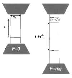 FIGURE 1 Bulk calibration of the elastomer. 
A stripe of PDMS prepared in parallel to 
preparation of elastomer substrates is checked for
its elastic properties. The procedure consists of
subjecting the stripe to increasing masses while
measuring the force-extension response.