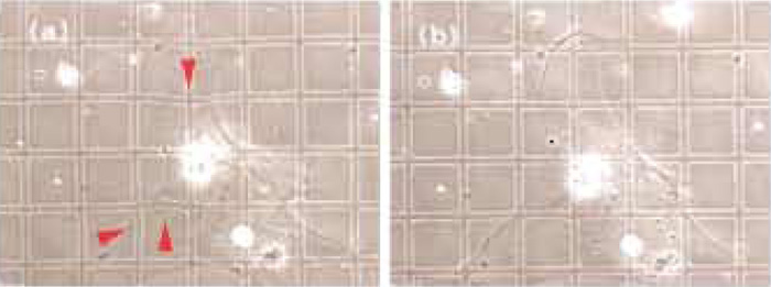 FIGURE 2 Rapid semiquantitative estimate of forces (Balaban et al., 2001). A large grid-patterned elastomer is used for the easy visualization of distortions. (a) A rat cardiac fibroblast exerts forces on the elastomer substrates, which result in deformations of the grid (marked by arrows). (b) Once the forces are relaxed by adding an inhibitor of contractility, the grid returns to its original regular shape. Grid size: 30 µm.