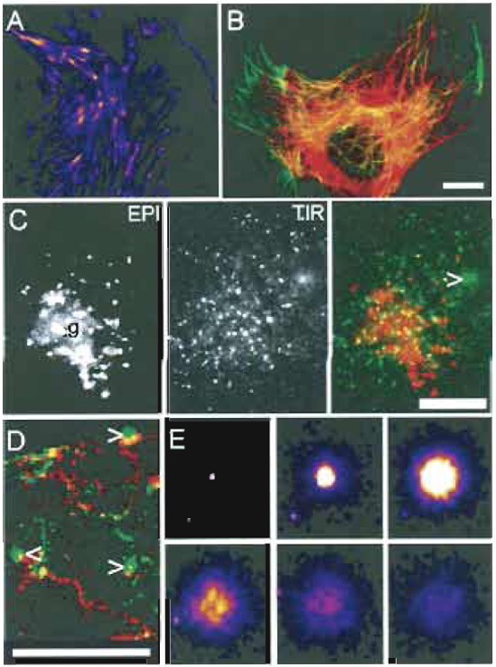 FIGURE 1 Images of cell cytoskeleton and membrane traffic with TIRFM. (A and E) Images of the TIR fluorescent signal that have been false colored; bright to dimmest signal is white > yellow > red > purple. (B-D) The normal epifluorescent signal (EPI) is colored red and the TIR fluorescent signal (TIR) is shown in green. All images are from PtK2 epithelial-like cells labeled with various YFP constructs. (A) Actin-YFP. Note that the ends of stress fibers (likely focal adhesions) are particularly bright. (B) Tubulin-YFP. Tubulin near the coverslip is yellowish-green. Note that single microtubules can be observed clearly by TIRFM (green) even under dense areas of microtubules (red). (C) Different views of membrane cargo. VSVG-YFP, a membrane protein, was accumulated in the Golgi (g) and then released. The cursor indicates a vesicle that has just fused with the plasma membrane (PM). Note that EPI and TIR images of the cell are very different (even though the focal plane was not changed). In EPI the Golgi area is stained brightly, whereas in TIR vesicles near the membrane are brightest; there is weak PM staining due to VSVGYFP that has already fused. (D) Tracking trafficking and fusion. A series of ~200 frames were back subtracted and the difference image was projected. Vesicles that moved out gave a red EPI "track," turned yellow/green as they approached the membrane, and fusion itself gave a green circular "flash," indicated by the cursors. (E) Collage of a vesicle undergoing fusion. Starting in the top left, 1 sec intervals are shown from left to right. The fading of the signal in frames 4-6 is due to lateral diffusion of protein in the membrane. All images were taken with a TIRFM microscope similar to that in Fig. 4A, but with a hemicylinder prism. Scale bars: 5µm (B-D) and 2µm width of Box in (E). Reprinted from Toomre and Manstein (2001).