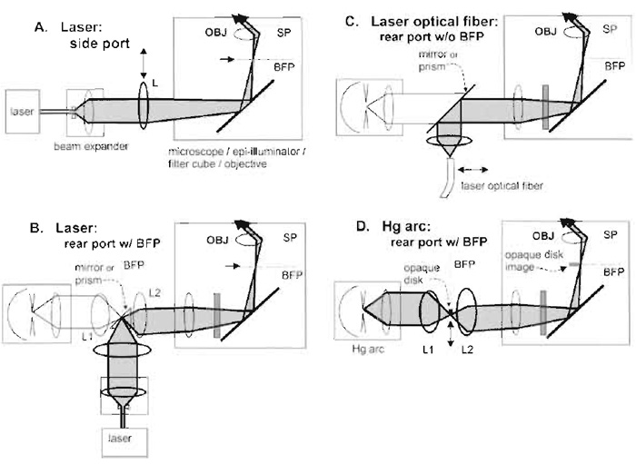 FIGURE 3 Four arrangements for objective-type (prismless) TIRFM in an inverted microscope. In all these configuration, OBJ refers to the objective, SP refers to sample plane, and BFP refers to the objective's back focal plane or its equivalent or "aperture" planes. Components drawn with heavier lines need to be installed; components in lighter lines possibly preexist in the standard microscope. (A) Laser illumination through a side port (requires a special dichroic mirror cube facing the side, available for the Olympus IX-70 microscope). The beam is focused at the back focal plane at a radial position sufficient to lead to supercritical angle propagation into the coverslip. Moving the focusing lens L transversely changes the angle of incidence at the sample and allows switching between subcritical (EPI) and supercritical (TIR) illumination. (B) Laser illumination in microscope systems containing an equivalent BFP in the rear path normally used by an arc lamp. The laser beam is focused at the BFP where the arc lamp would normally be imaged. The Zeiss Axiovert 200 provides this BFP, marked as an "aperture plane." If (as in the Olympus IX-70) an aperture plane does not exist in the indicated position, it can be created with the pair of lens L1 and L2. (C) Laser illumination introduced by an optical fiber through the rear port normally used by the arc lamp. This scheme is employed in the commercial Olympus TIR device. (D) Arc lamp TIR illumination with no laser at all. The goal is to produce a sharp-edged shadow image of an opaque circular disk at the objective back focal plane such that only supercritical light passes through the objective. The actual physical opaque disk (made ideally of aluminized coating on glass) must be positioned at an equivalent upbeam BFP, which, in Kohler illumination, also contains a real image of the arc. The Zeiss Axiovert 200 provides this BFP, marked as an "aperture plane." If (as in the Olympus IX-70) an aperture plane does not exist in the indicated position, it can be created with the pair of lens L1 and L2. Illumination at the back focal plane is a circular annulus; it is shown as a point on one side of the optical axis for pictorial clarity only. Adapted from Axelrod (2003).