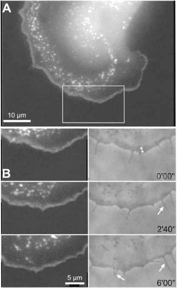 FIGURE 2 Arp2/3 dynamics in motile B16-F1 melanoma
cell as revealed by transient expression of the
GFP-tagged novel isoform p16B (ARPC5B). (A) Note 
that EGFP-p16B incorporated into the lamellipodial
actin meshwork at the cell periphery and into highly 
dynamic surface ruffles, also known as actin flowers or
clouds, as expected. (B) The time-lapse sequence from
the region boxed in A (right panel: phase contrast)
reveals reorganisation of the Arp2/3 complex during
advancement of the cell periphery. Time is in minutes
and seconds. Note the relatively constant lamellipodium
width (double-headed arrow in B) during forward
movement and the virtual exclusion of this Arp subunit
from protruding filopodia (arrows).