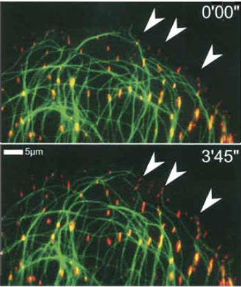 FIGURE 4 Simultaneous visualisation of two cytoskeletal 
components using two distinct fluorescent protein tags. 
Combination of EGFP-β-tubulin (pseudocoloured red) 
and dsRED-zyxin (kind gift of A. Huttenlocher, Madison; 
green) expressed ectopically in a CAR fish fibroblast. The
combination reveals the formation and microtubule
targeting of focal adhesions on this slowly protruding cell
edge. Subsequent frames, time shown in minutes and 
seconds. Note newly formed adhesions  and
microtubules associated with them (arrowheads)