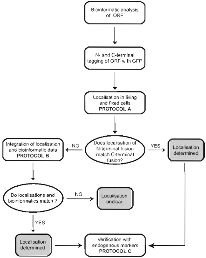 FIGURE 1 Experimental strategy to systematically localise novel proteins in cells. For details, see text.