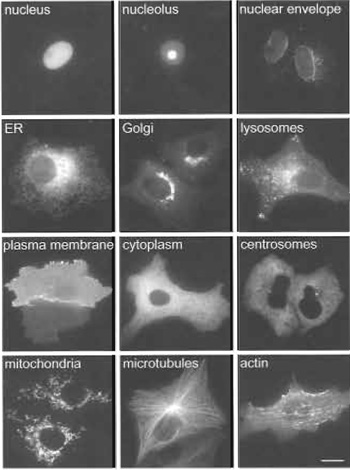 FIGURE 2 Examples of subcellular localise observed in 
live Vero cells. Vero cells expressing a variety of 
GFP-tagged proteins localise to different sub-cellular 
compartments. More examples of localisations
can be seen at http://gfp-cdna.embl.de. Bar: 10 µm.