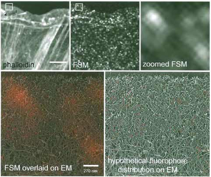 FIGURE 1 FSM of the actin cytoskeleton. (Top) A newt lung epithelial cell was microinjected with a low level of X-rhodamine-labeled actin, fixed, and stained with Alexa-488 phalloidin. In the phalloidin image, all actin filaments are labeled and can be visualized, giving much information about the higher order structural organization, including the location of filament meshworks in the lamellipodium and filament bundles in the cell body. In the single FSM image, much of the structural information is lost, but in time-lapse FSM series, dynamic information is gained that cannot be obtained with higher level labeling of the cytoskeleton. The 2 x 2-µm box in the middle panel is zoomed up in the right-hand panel, and in the bottom right it is colorized red and overlaid onto a quick-freeze deep-etch image of the same-sized region of the actin cytoskeleton in the leading edge of a fibroblast (kindly provided by Tatiana Svitkina, Northwestern University). This gives a sense of the scale of FSM compared to EM so that you can see how many filaments actually fit within the 270-nm resolution-limited image region. In the bottom right panel, a hypothetical fluorophore distribution that could give rise to the speckle pattern is shown, demonstrating the very small proportion of the total actin that is utilized for gaining information in FSM images.