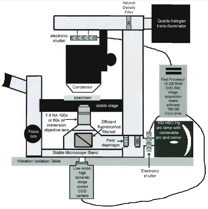 FIGURE 2 Schematic diagram of the important components of an inverted microscope optimized for FSM.