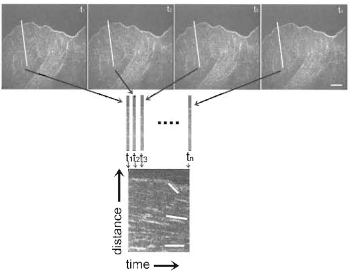 FIGURE 4 Kymograph construction from an FSM time series. The first row of images is taken from a FSM time series. The white line in each image depicts the row of pixels along the trajectory of actin movement (as determined from watching the series as a movie) extracted to construct the kymograph to show actin dynamics, seen below the images. Rows of pixels are laid side by side in a montage to create a time vs distance plot, seen on the bottom of the figure. This kymograph allows analysis of the rates of actin movement within different regions of the cell. Lines in the kymograph on the bottom highlight discreet rates of actin flow in which the magnitude of the slope of the lines relates to the velocity of actin movement. Bar: 10 µm.