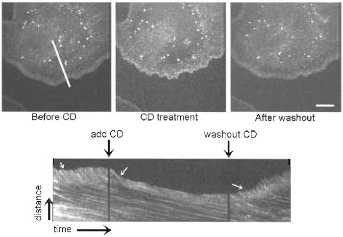 FIGURE 5 FSM reveals that cytochalasin D (CD) halts actin polymerization and fast retrograde flow in the lamellipodium. Images are taken from a time series before CD treatment, during CD treatment, and after washing out CD. (Bottom) A kymograph taken from the time series along the white line indicated in the first image. Perfusion and washing out of CD are marked by black arrows over the kymograph. White arrows on the kymograph indicate the region of rapid retrograde flow inhibited by CD treatment and relieved after CD washout. Bar: 15 µm.