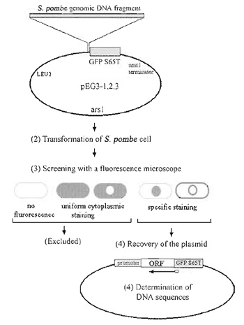 FIGURE 1 Strategy for construction and screening of the GFP-fusion genomic DNA library. Modified from Ding et al. (2000)