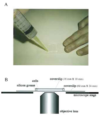 FIGURE 3 Living cells between coverslips. (A) living
fission yeast cells are mounted between coverslips and 
sealed with silicon grease. Silicon grease is packed in a 
syringe capped with a micropipette tip and applied to the 
edges of the smaller. upper coverslip. (B) A side view of a
specimen on the microscope stage.