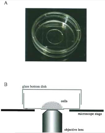FIGURE 4 Living cells in a glass-bottom culture dish. 
(A) A 35-mm glass-bottom culture dish. 
(B) A side view of a specimen on the microscope stage.