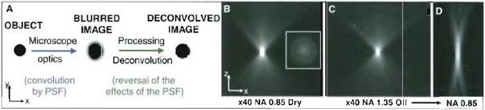 FIGURE 1 Convolution, deconvolution, and the point spread function (PSF). (A) Interpretive diagram of the principles of convolution and deconvolution based upon a simple spherical object. (B-D) Wide-field fluorescence PSFs obtained by imaging 100-nm fluorescent beads (excitation 520nm; emission 617nm) with a ×40/NA 0.85 dry objective and with a ×40/NA 1.35 oil immersion with adjustable collar set at NA 1.35 and NA 0.85. Images shown are single median x, z planes from 3D data sets, step size 0.1 µm. (Inset) An x, y view 20 µm from the centre. Deterioration of the PSF from C to D is a consequence of mismatch of the immersion oil refractive index with the reduced numerical aperture set. Resolution in z depends upon both RI and NA.