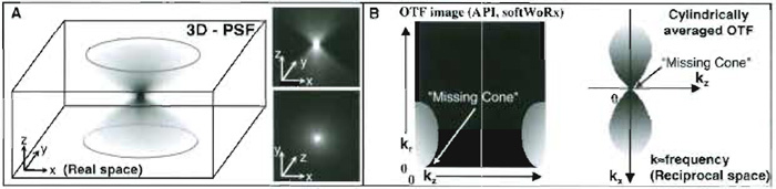 FIGURE 2 (A) Three-dimensional (x, y, z) view of a wide-field fluorescence point spread function. For clarity, the volume representation is shown as a negative image. (B) Two different representations of the Fourier transform of a PSF-an optical transfer function (OTF). In the OTF, frequency information is plotted in "k space" or reciprocal space (where kz is reciprocally related to z and kr to x and y in real space, see Technical Summary 2). OTFs are often averaged radially over x, y, hence the axis kr. The area covered by the OTF corresponds to the frequency information collected by the optics. The "missing cone" region (arrows) corresponds to lost frequencies due to the limited size of the objective pupil, a consequence of this being the far greater blurring of an object along the z axis than in x and y.