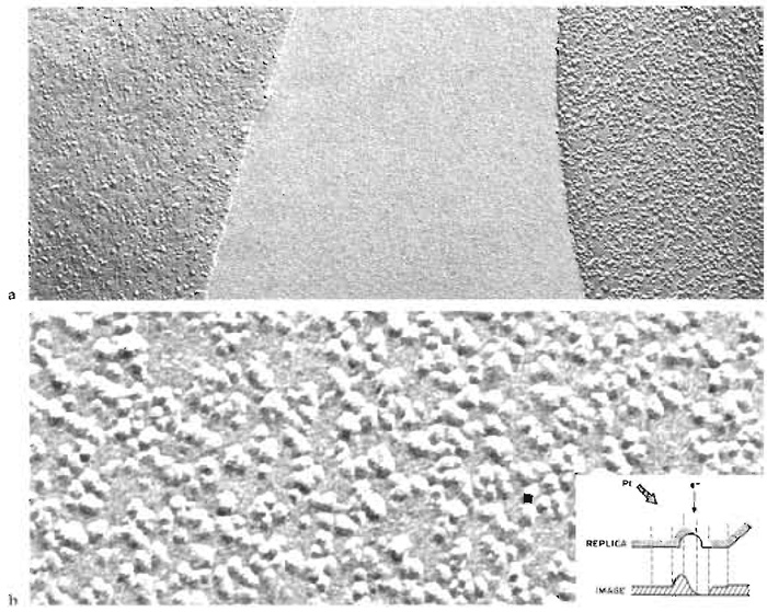 FIGURE 2 Freeze-fracture replica showing the appearance of erythrocyte fracture faces and intramembrane particles. (a) On the right, the protoplasmic fracture face (P face), and on the left, the extracellular fracture face (E face) of normal erythrocyte ghost membranes from two adjacent cells separated by a region of ice. Positive contrast image with the platinum shadowing direction from below. Magnification ×67,200 (b) An erythrocyte P face shown at a higher magnification to reveal individual intramembrane particles (IMPs), which throw short white shadows upward. Magnification ×255,000. (Inset) Diagrammatic view of a single platinum-replicated IMP and of its projected electron scattering power, which determines the optical density of its positive photographic image when viewed with the electron beam normal to the replica. From Steere and Rash (1979), reproduced by permission of Raven Press.