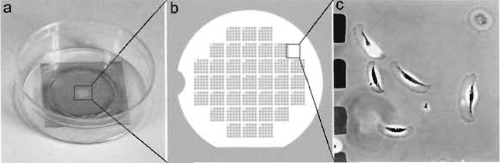 FIGURE 2 Locator coverslip for relocalization of cells. (a) A 22 x 22-mm coverslip was coated with gold through the locator grid and mounted over the 18-mm hole in a 35-mm plastic dish with vacuum grease. (b) Diagram showing gold pattern on the coverslip. (c) Xenopus epidermal keratocytes growing on a coverslip with gold pattern. The imaged area corresponds to the box in b. Dark squares at left are gold islands corresponding to holes in the locator grid, which was used for shadowing.