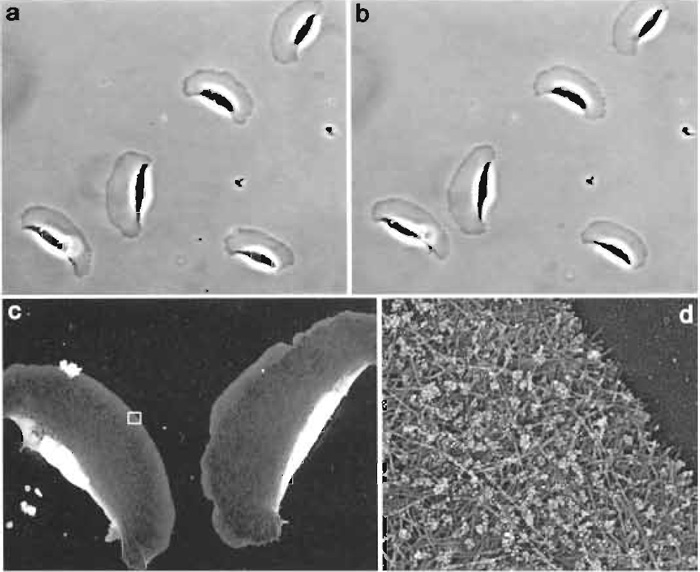 FIGURE 3 Correlative immuno-EM of locomoting Xenopus keratocytes. The phase-contrast time-lapse sequence was acquired with 6-s intervals. The two phase-contrast images shown (a and b) were taken 1 min apart. After acquisition of the second image, cells were immediately extracted, fixed with glutaraldehyde, quenched with NaBH4, stained with rabbit antibody to Xenopus ADF/cofilin and secondary antibody conjugated with 10nm colloidal gold, and processed for platinum replica EM. Low-magnification EM (c) shows two keratocytes from lower left corner in b. Boxed region from c is enlarged in d. Gold particles appear as white dots because of the reversed contrast of the original image. Distribution of gold particles demonstrates that ADF/cofilin is excluded from the narrow zone at the extreme leading edge (Svitkina and Borisy, 1999).