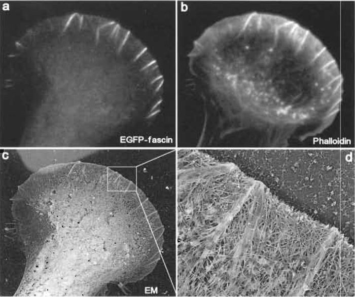 FIGURE 4 Correlative fluorescence and EM of mouse melanoma B16F1 cells. The cell shown was transiently transfected with EGFP-fascin (a) and, after extraction and fixation, stained with Texas red phalloidin (b). After EM processing, the same cell was identified at low magnification (c). Lighter background at the upper left corner is due to gold evaporation through a hole of the locator grid. (d) High-magnification view shows actin filament organization in the leading lamellipodium. Several microspikes within lamellipodium, which are enriched in fascin (see a), have actin filaments organized into tight bundles, whereas lamellipodium between microspikes, which is depleted in fascin, has actin filaments organized into the dendritic network.