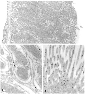 FIGURE 2 Electron micrographs of kidney cells following freeze substitution and embedding in Lowicryl HM20. (a) Thick ascending limb of the renal distal tubule perfusion fixed with 4% paraformaldehyde containing 0.4% picric acid. Cell fine structure is well preserved and cellular membranes stand out in good contrast. Magnification 30,000x. (b) Immunolocalization of Na,K-ATPase to basolateral membranes of distal tubule in rat kidney cortex. Perfusion fixation with 4% paraformaldehyde. The monoclonal antibody against the α subunit of Na,K-ATPase was detected with goat antimouse IgG on 10nm colloidal gold. Note the precise association between basolateral membranes and gold particles. Magnification 80,000x. From Maunsbach (1992). (c) Apical part of proximal tubule cell in kidney perfusion fixed with 2% paraformaldehyde. Intracellular actin was immunolabeled with rabbit antiactin antibody, which was then detected with goat antirabbit IgG on 10nm colloidal gold. Magnification 40,000x.
