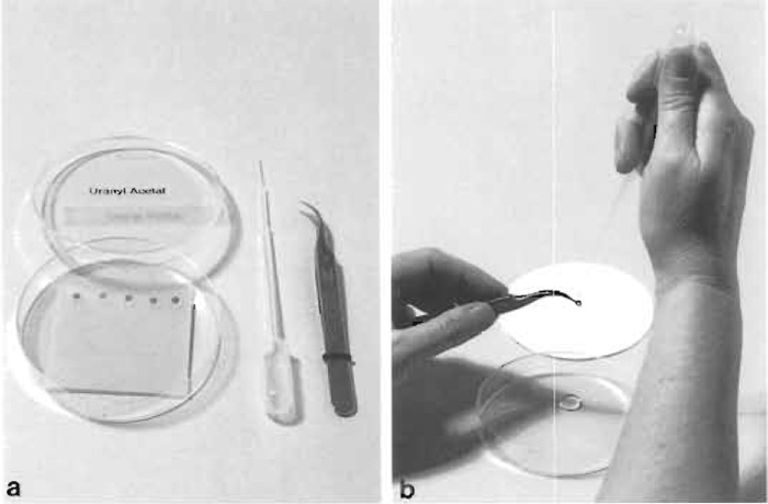 FIGURE 5 (a) Equipment for section staining with uranyl acetate (or lead citrate). With a clean Pasteur pipette, stain drops are placed on dental wax in a petri dish. (b) Rinsing of a stained grid with a stream of drops of redistilled water. Immediately afterward the edge of the grid is touched to filter paper to remove excess water.