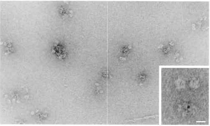 FIGURE 1 Immunogold labeling of cytoplasmic dynein. The image shows the formation of clusters caused by the antibody-gold complex. In this case the gold was stabilised primarily by the presence of antibodies. Cytoplasmic dynein with a single gold particle could be observed (insert), if gold probes were used, where the antibody was supplemented with a nonspecific protein during the antibody-gold complex formation. Magnification bar in insert 10 µm.