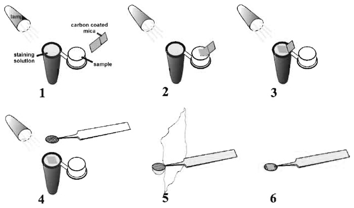 FIGURE 2 Diagram illustrating the procedure for negative staining of protein complexes. See text for details of the procedure.